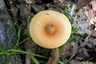 Narancsszínű selyemgomba (Amanita crocea), Budai-hegység